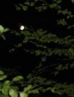 Vollmond zwischen den Bäumen